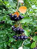 Fruits de Aronia melanocarpa.