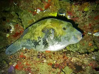 Arothron caeruleopunctatus