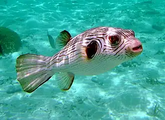 Arothron manilensis
