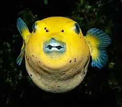 Vue de face