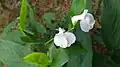 Fleurs de Maranta arundinacea