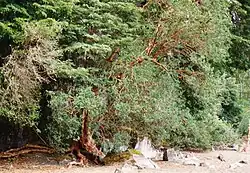 Arrayan (Luma apiculata)