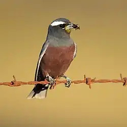 Sur un fil de fer barbelé, un petit oiseau marron et gris tient dans son bec un insecte.