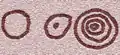 Pétroglyphes.