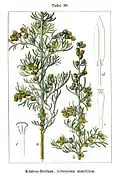 Planche botanique.