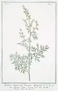 Armoise romaine