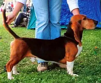 Basset artésien normand.