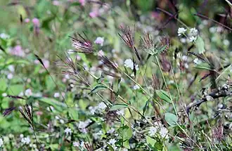 Description de l'image Arthraxon hispidus 04.JPG.