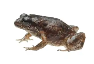 Description de l'image Arthroleptella subvoce.png.