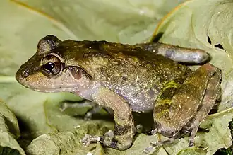 Description de l'image Arthroleptides yakusini (4).jpg.