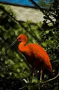 Ibis rouge.