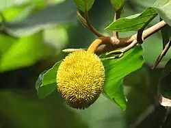 Fruits non mûrs