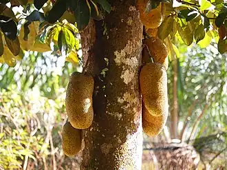 Fruits mûrs sur le tronc.