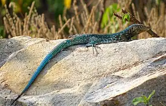 Description de l'image Aruba-Cnemidophorus-arubensis.JPG.