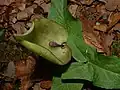 Spathe de gouet maculé.