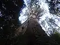 Arve Big Tree, Tasmanie avant les feux de brousse de 2019-2020 en Australie