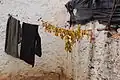 Séchage sur un fil à lessive.
