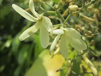 Description de l'image Arya.vatica pauciflora.taman kuning.2019.jpg.