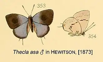 Description de l'image Asa InHewitson1873.jpg.
