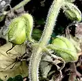 Capsules appariées, présentant des pédoncules distinctifs, effilés et réfléchis, portées à un nœud avec des feuilles opposées appariées.