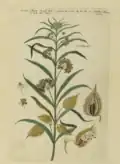 Planche botanique de la fin du XVIIIe siècle.