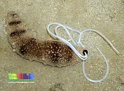 Une holothurie rose cendrée (Holothuria fuscocinerea) à Singapour.