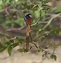 Mâle ordinaire aux plumes rouges