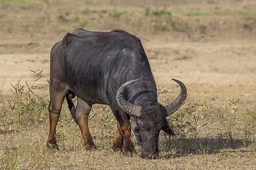 Buffle réensauvagé dans le parc national de Yala, au Sri Lanka.