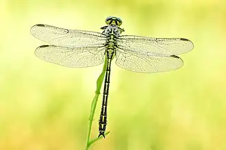 Dans une atmosphère jaune un insecte très fin, long, vert clair, quatre ailes transparentes sur le devant, monté sur un brin d'herbe.
