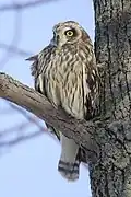 Hibou des marais.
