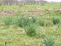 Habitus - Bescat (64, Pyrénées-Atlantiques) - France.
