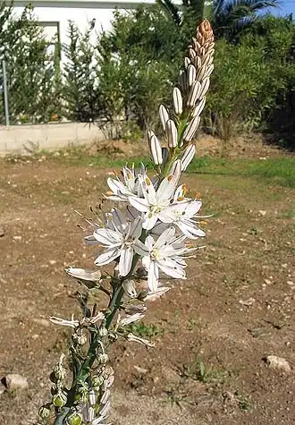 Asphodèle