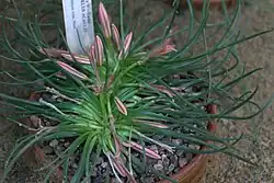 Asphodelus acaulis
