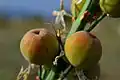 Détail des fruits de l'asphodèle-cerise