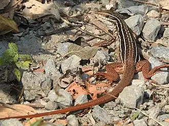 Description de l'image Aspidoscelis communis.jpg.