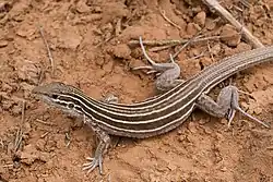 Description de l'image Aspidoscelis velox - Flickr - aspidoscelis (3).jpg.