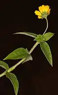 Aspilia africana, une astéracée, côté guinéen.