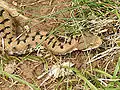 V. aspis aspis (Paussac, Dordogne, France)
