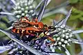 Reduviidae: Rhinocoris iracundus, Macédoine du Nord