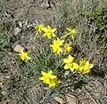 Touffe de narcisse d'Asso