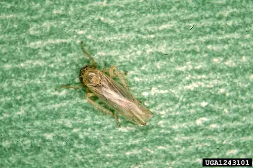 Macrosteles quadrilineatus.