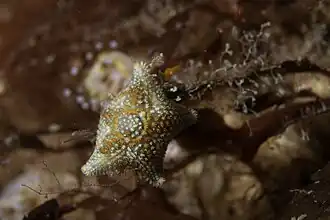 Asterina phylactica