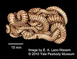 Asteroporpa australiensis