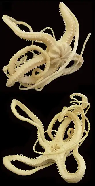 Asterostegus maini.
