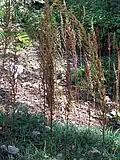 Inflorescences sèches.