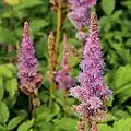 Inflorescence.