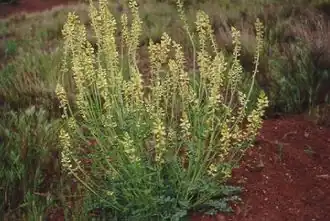 Description de l'image Astragalus ampullarioides.jpg.
