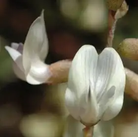 Description de l'image Astragalus applegatei.jpg.