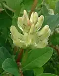 inflorescence.