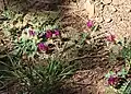 Astragalus hypoglottis - port.